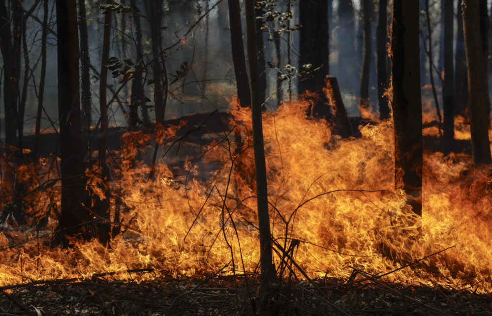 Vista de un incendio en la Floresta Nacional de Brasilia, en la región del Distrito Federal de Brasil, el 4 de septiembre de 2024.