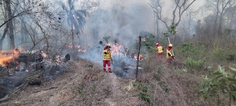 Gobierno traza plan post incendios que involucra reforestación y recuperación de la producción perdida