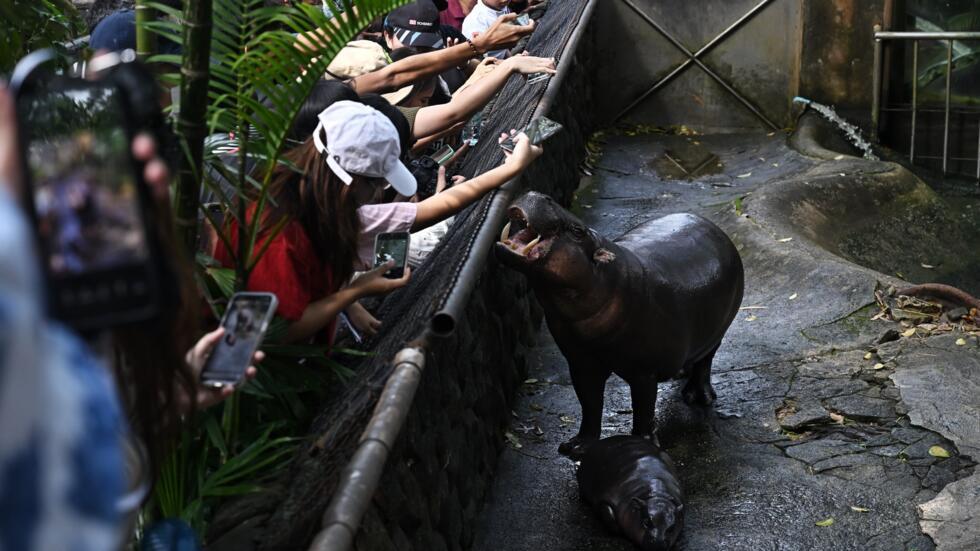 Moo Deng, el hipopótamo pigmeo de dos meses que recientemente se ha convertido en una sensación viral en Internet, en el zoológico de Khao Kheow, en la provincia tailandesa de Chonburi, el 15 de septiembre de 2024