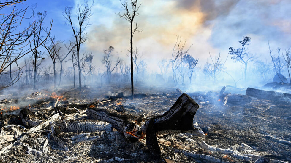 Vegetación quemada en un área del Parque Nacional de Brasilia, en Brasil, el 15 de septiembre de 2024