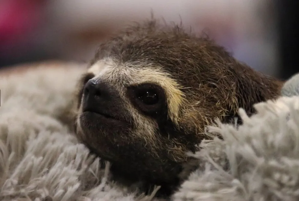 Un pequeño oso perezoso recibe atención médica en un albergue. Foto: APG