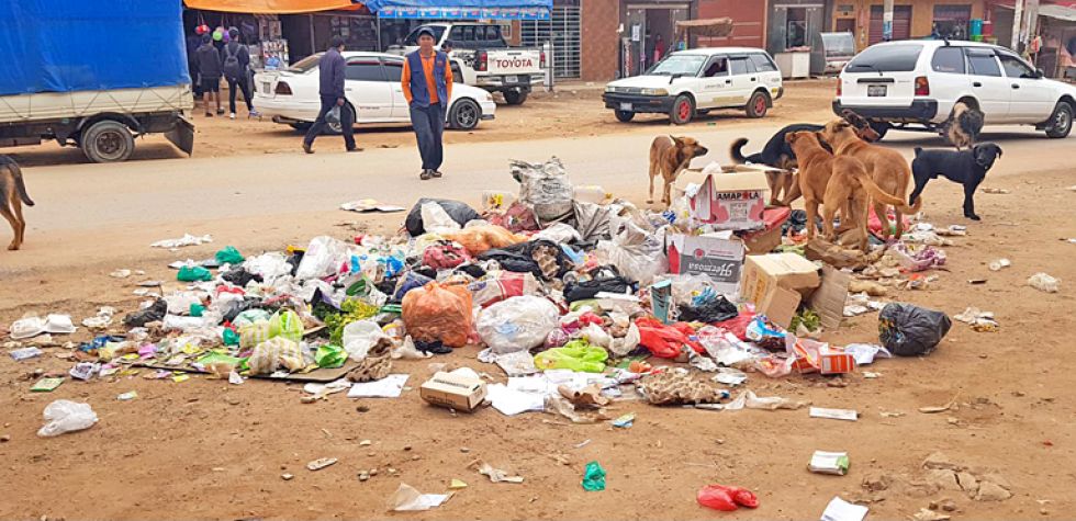 ANIMALES. Una jauría de canes callejeros en un punto de acopio de basura en la capital.