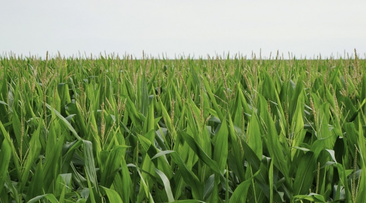 Fundación Milenio: El balance alimentario en Bolivia enfrenta serios desafíos 