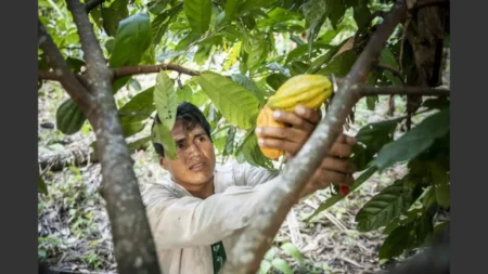 Precios internacionales del cacao se disparan en 98,8% y aunque Bolivia mejora su exportación, es más lo que compra