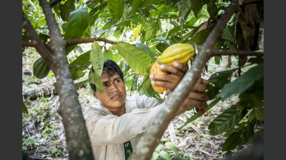 Un productor recolecta cacao de un árbol. Foto: Helvetas