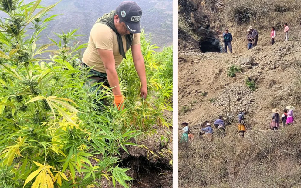 Un efectivo de la Felcn erradica la marihuana, en recuadro los comunarios de Llavecita que intentaron evitar la destrucción de esta plantación. Foto: Felcn. 