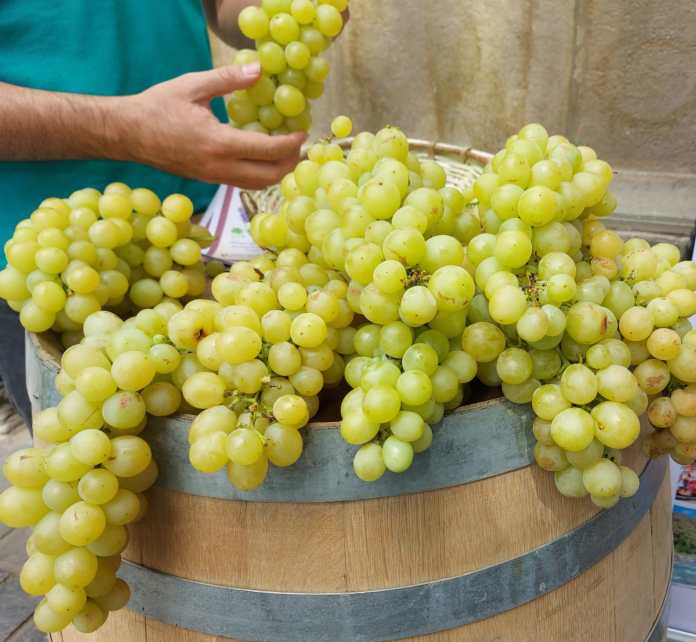 Cultivar uva está teniendo dificultades.