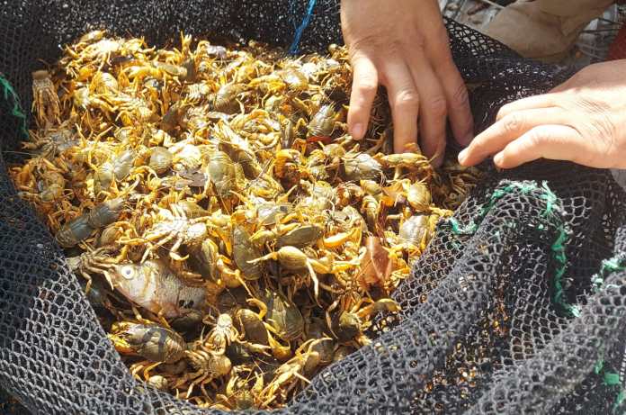 Así mostraron a los cangrejos decomisados en El Salado.