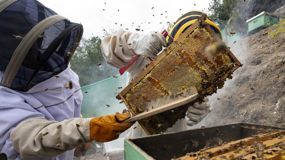 Una apicultora retira miel de una colmena de abejas en Chilal de la Merced, en Perú, el 22 de julio de 2024