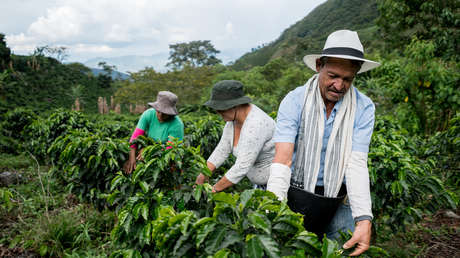 Explican por qué el precio del café aumentó casi el 70 % en un año