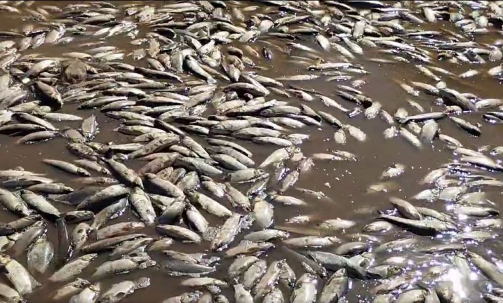 Borrachera del Pilcomayo deja miles de peces muertos (Video)