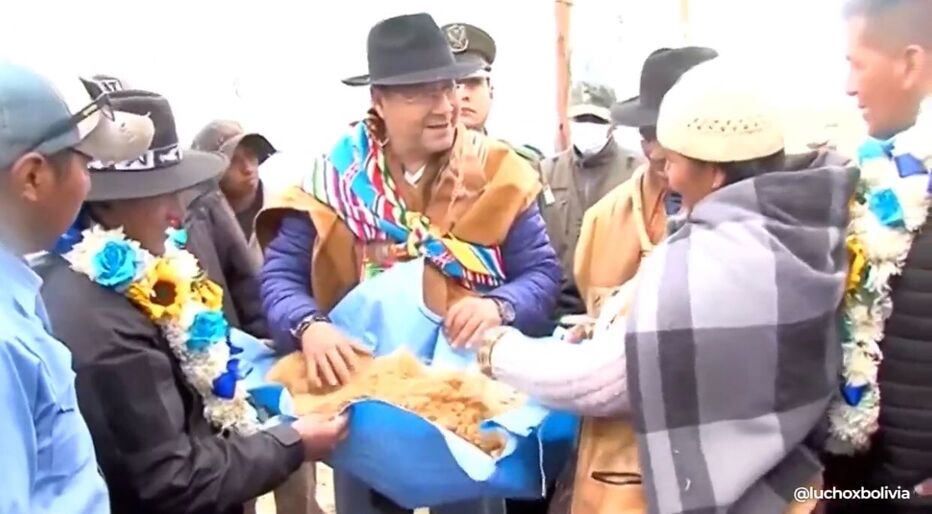 En el altiplano de La Paz empieza la esquila de la vicuña en libertad 