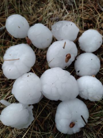 El tamaño de los granizos fue devastador para los cultivos agrícolas