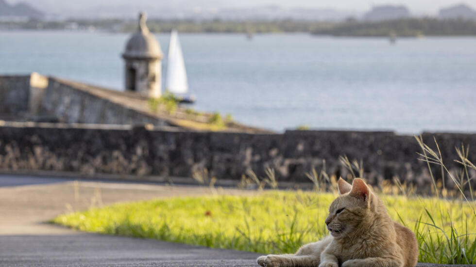 Un gato callejero en San Juan, la capital de Puerto Rico, el 3 de abril de 2024