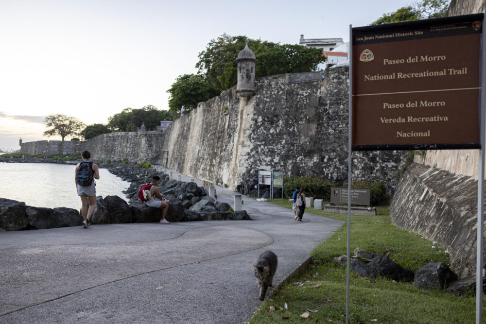 Gatos callejeros recorren cada día la zona del Morro en San Juan, una fortificación militar construida en el siglo XVI, en la época colonial española