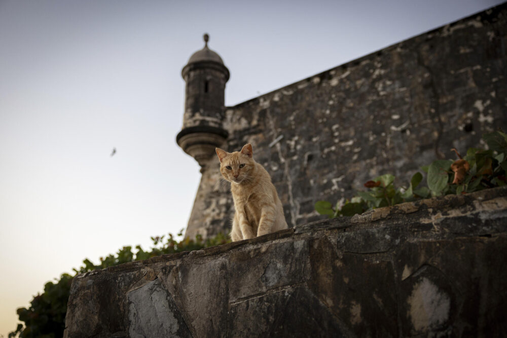 Un gato callejero se sienta junto a la muralla de El Morro, en el barrio histórico del Viejo San Juan, en Puerto Rico