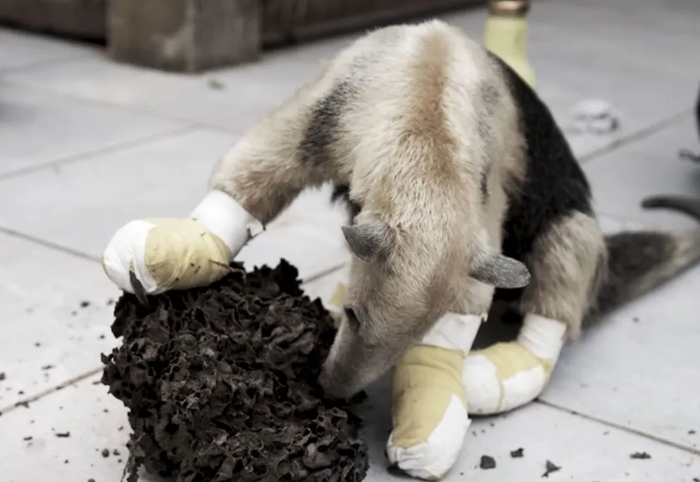 Pulgarcito, con sus patas vendadas durante el proceso de recuperación. Foto: Captura de video