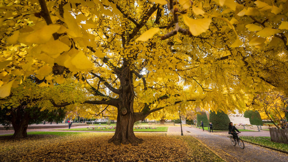 Los árboles de ginkgo se encuentran entre las especies en riesgo de extinción, según un nuevo informe