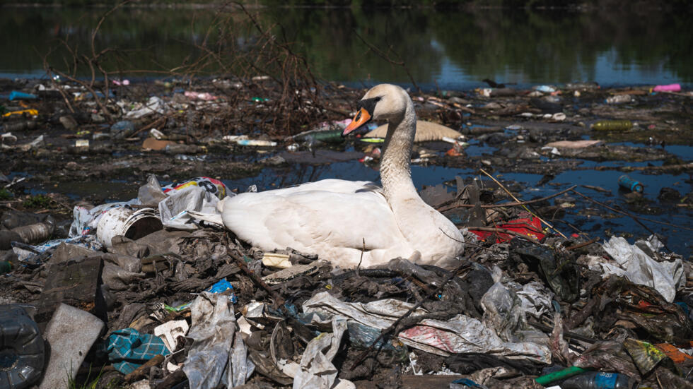 Un cisne hace un nido con basura plástica cerca de un vertido de aguas residuales en el río Danubio, el 18 de abril de 2022 cerca del centro de Belgrado, la capital serbia