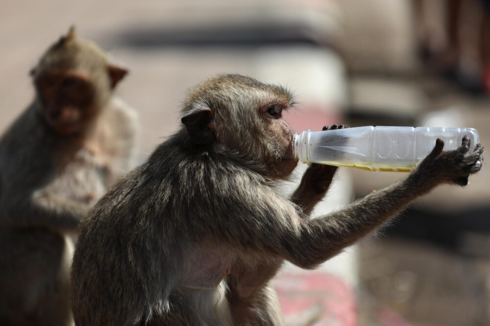 Un mono bebe de una botella de plástico frente al templo Prang Sam Yod durante el festival anual Monkey Buffet, el 29 de noviembre de 2020 en la provincia tailandesa de Lopburi, al norte de Bangkok