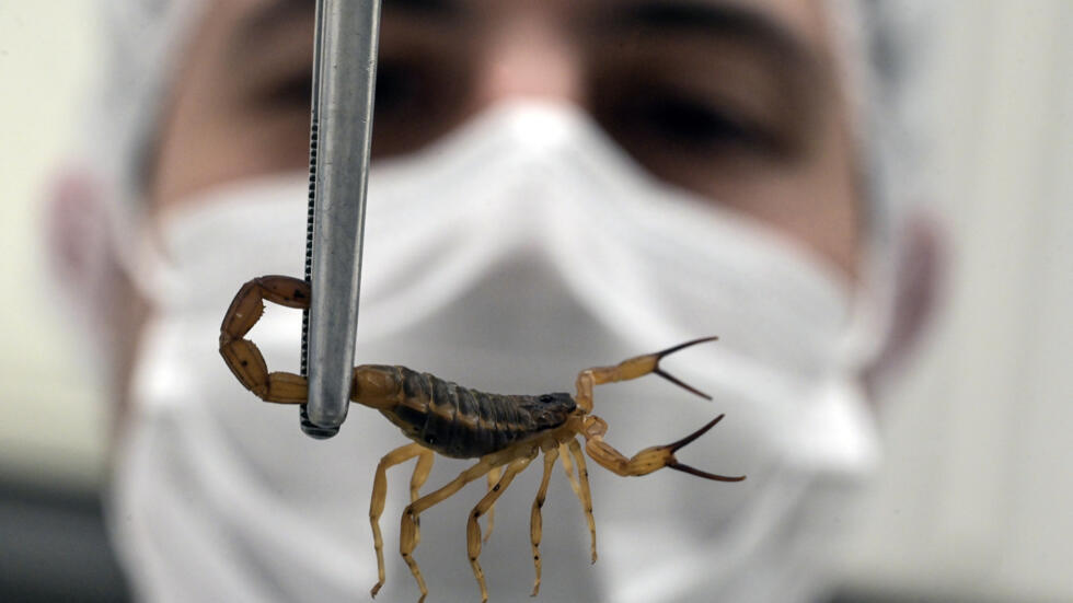 El veterinario brasileño Thiago Mathias Chiariello sostiene un escorpión amarillo (Tityus serrulatus) en el bioterio de artrópodos del Instituto Butantan, en Sao Paulo, Brasil, el 2 de octubre de 2024.