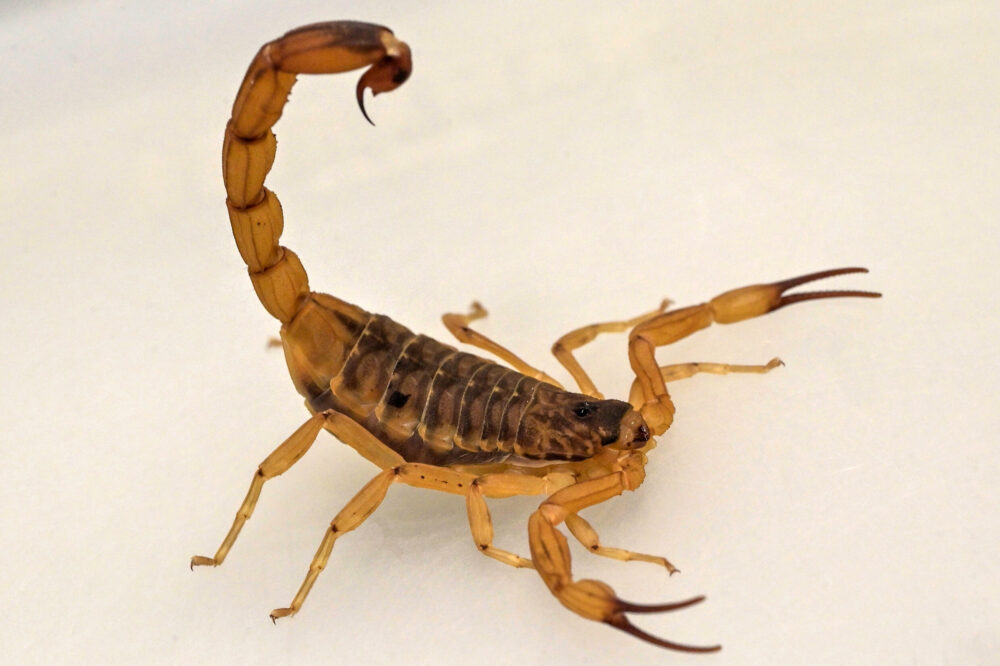 Un escorpión amarillo (Tityus serrulatus) es fotografiado en el bioterio de artrópodos del Instituto Butantan, en Sao Paulo, Brasil, el 2 de octubre de 2024.