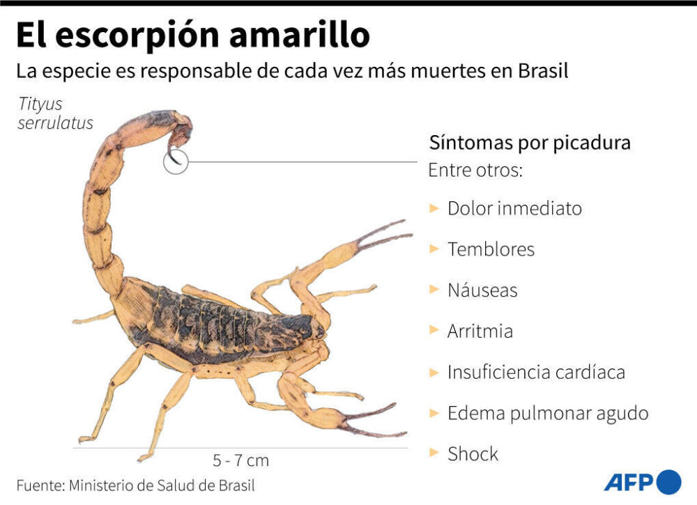 El escorpión amarillo en Brasil