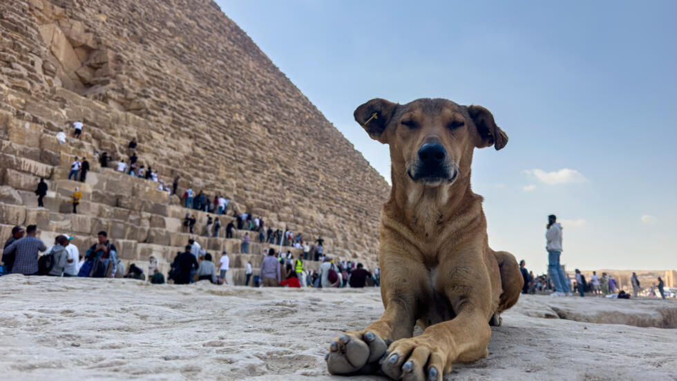 Un perro callejero sentado frente a la Gran Pirámide de Keops en Guiza, en las afueras de El Cairo, el 14 de noviembre de 2024