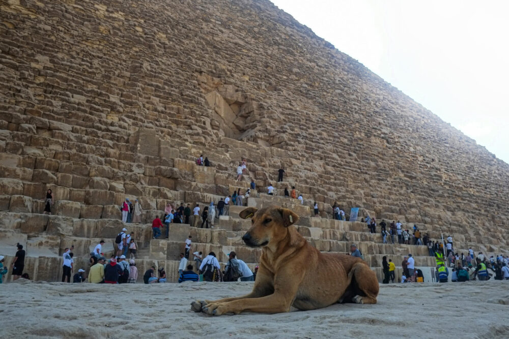 Un perro callejero sentado frente a la Gran Pirámide de Keops en Guiza, en las afueras de El Cairo, el 14 de noviembre de 2024