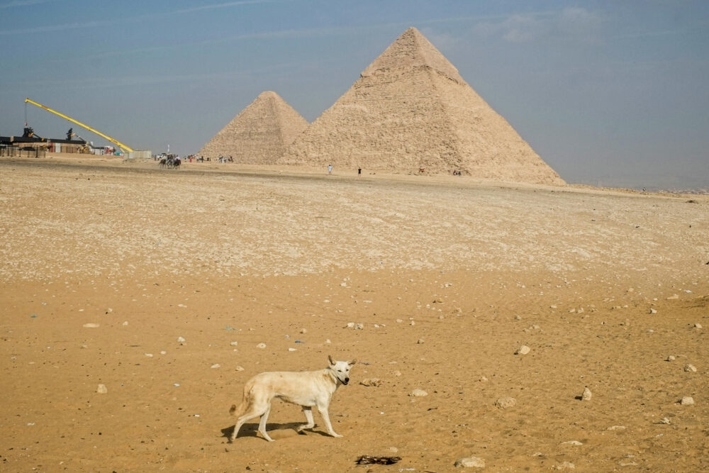 Un perro deambula por las pirámides de Guiza, en las afueras de El Cairo, el 14 de noviembre de 2024