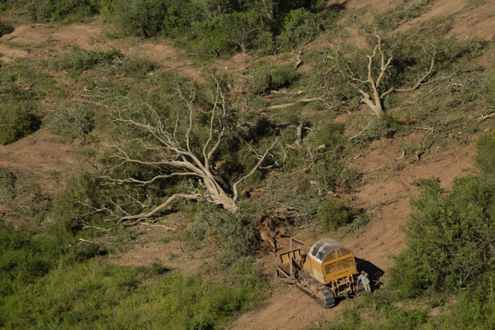 Denuncian que no cesa la deforestación en el Chaco