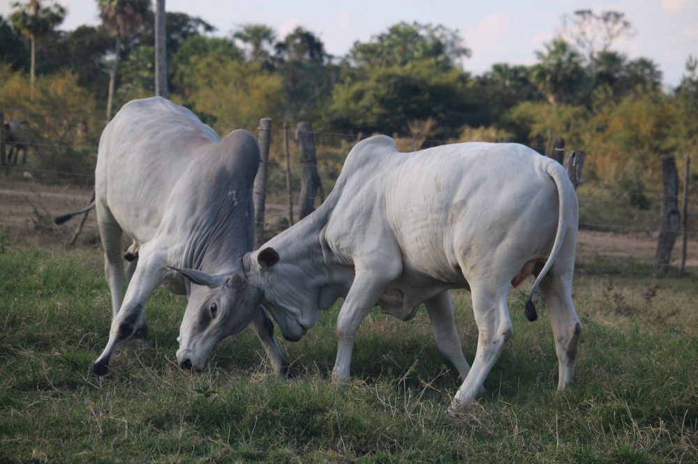 Hasta en 25 Bs el kilo gancho, la carne alcanza precios no visto en la capital del Beni