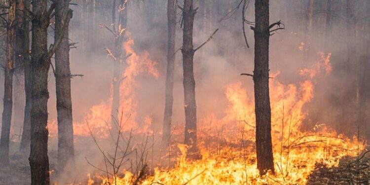 Incendios forestales históricos en Bolivia: al menos tres causas que los provocan