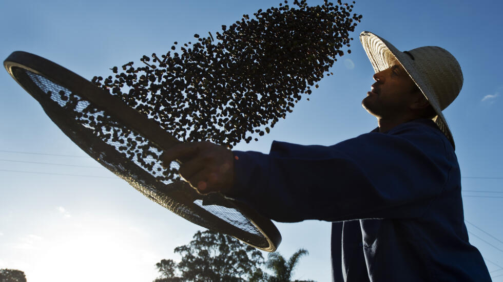 Un trabajador seca granos de café orgánico en una granja de Mococa, unos 300 km al noreste de la la ciudad brasileña de Sao Paulo, el 6 de agosto del año 2015