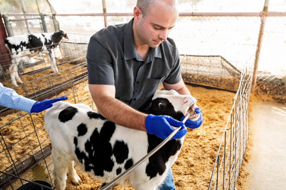 Un investigador demuestra cómo toma muestras de fluidos estomacales de vacas mientras estudia formas de reducir el metano emitido por los eructos de las vacas, en Davis, California, en noviembre de 2024.