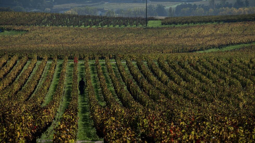 Un hombre trabaja entre las viñas, tintadas de colores otoñales, de un viñedo próximo a Saint Emilion, en la región de Burdeos, en el suroeste de Francia, el 30 de octubre de 2024