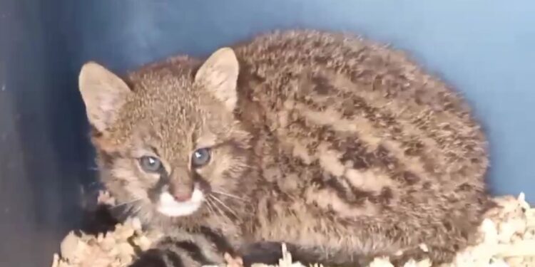 Cuarto registro vivo en Bolivia del enigmático Leopardus Bracacctus