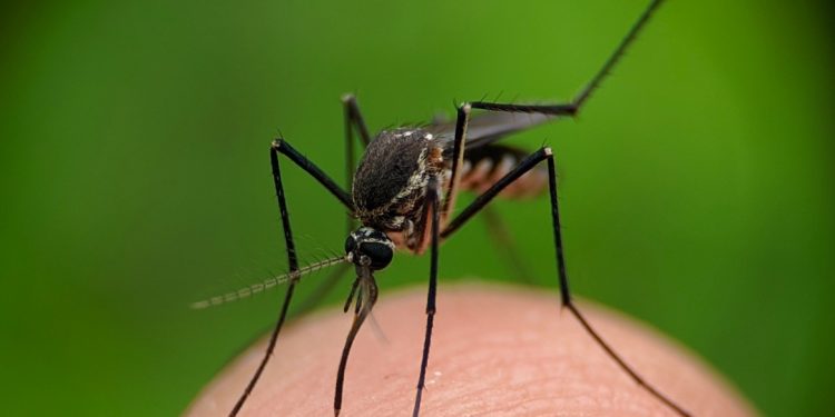 El presidente Arce destaca el avance tecnológico en el país con la esterilización de mosquitos del dengue, zika y chikungunya