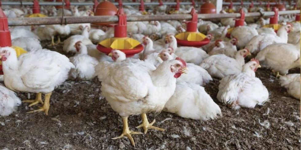 Tarija: Avícolas garantizan el pollo para fin de año 