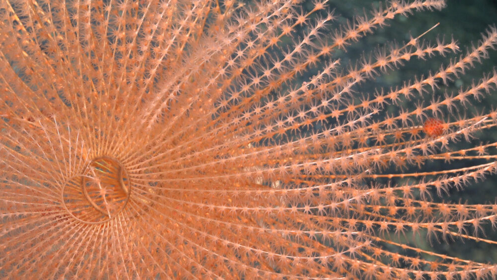 Un coral en espiral fotografiado 1419 metros de profundidad en el monte submarino JF1, dentro de los límites del Área Marina Protegida de Juan Fernández, frente a las costas chilenas.