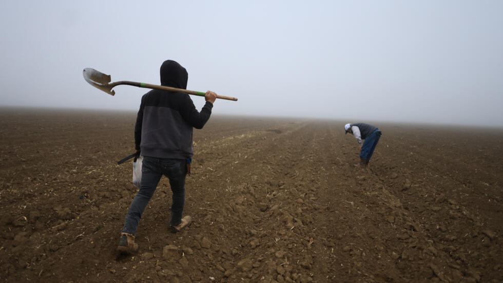 Un trabajador irregular de Honduras carga una pala en la finca Del Bosque Farms. en Firebaugh (California) el 17 de diciembre de 2024