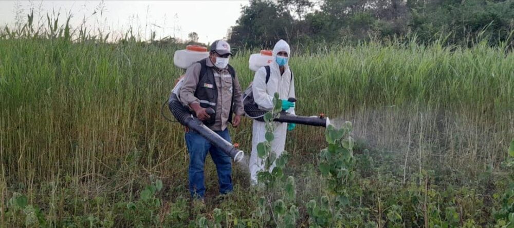 Senasag realiza control permanente para evitar presencia de langostas voladoras en cultivos