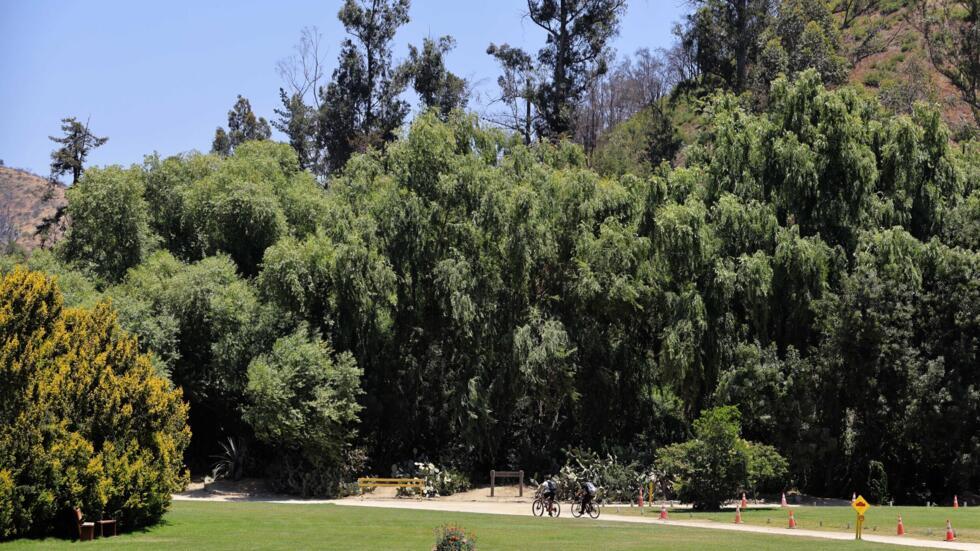 Ciclistas en el Jardín Botánico de Viña del Mar, en Chile, el 18 de diciembre de 2024.