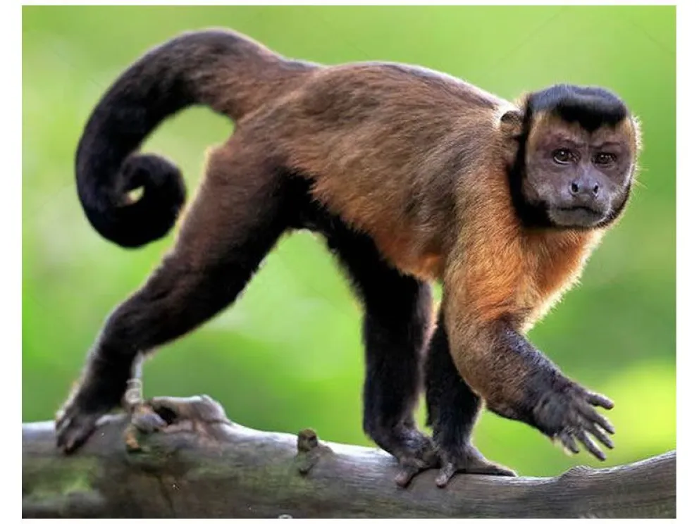 Un ejemplar de mono martín o capuchino. FOTO: Bio Parque Amaru