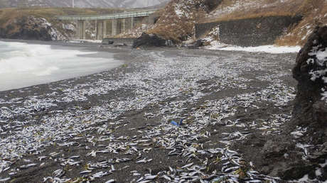 Aparecen grandes cantidades de sardinas muertas en una playa de Japón