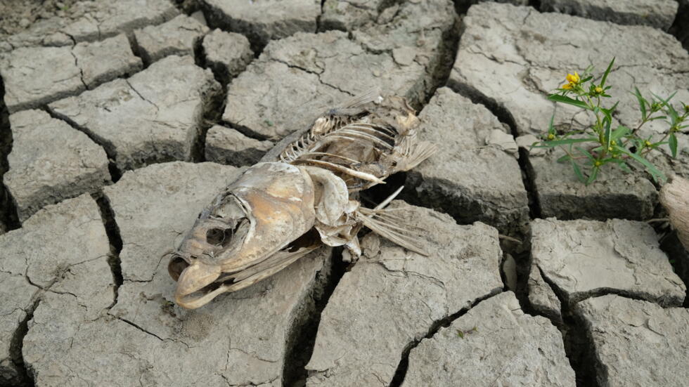 Un pez muerto en el lecho seco del río Mississippi en West Memphis (Tennessee, EEUU), en una imagen del 13 de octubre de 2023