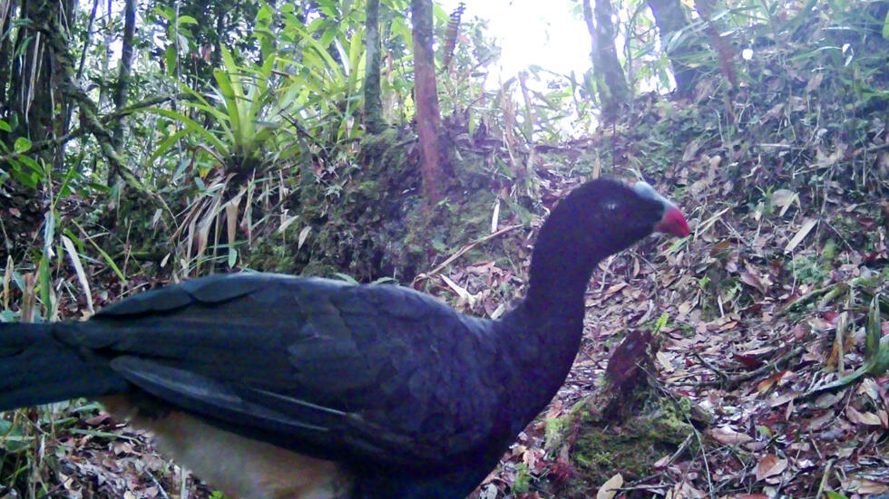 Un paujil del Sira (Pauxi koepckeae), captado en la Reserva Comunal El Sira, en la selvática región de Huánuco, al noreste de Lima, el 8 de enero de 2025