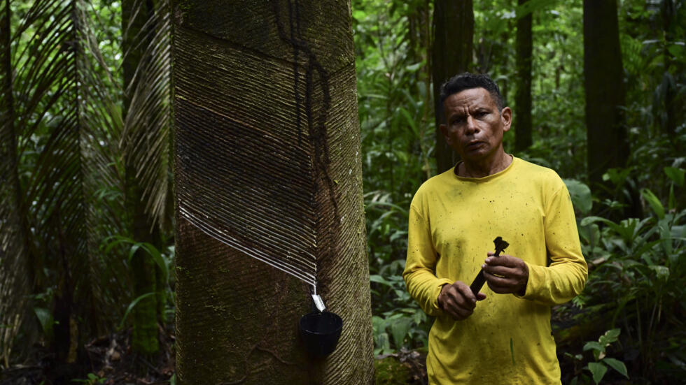 Renato Cordeiro junto a un árbol de caucho en Anajas, Marajó, en la Amazonía brasileña el 7 de diciembre de 2024.