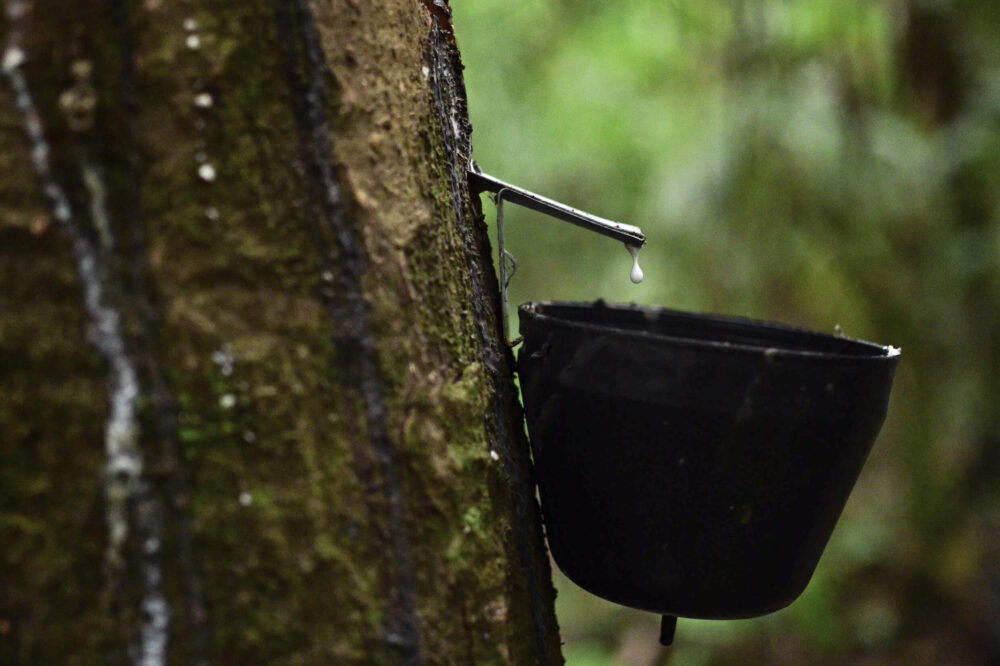 Un árbol de caucho en Anajas, Marajó, en la Amazonía brasileña, el 6 de diciembre de 2024.