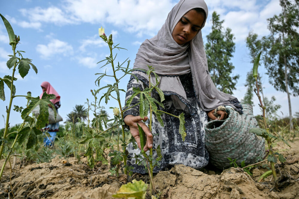 Zuleja Mahmud, alumna de colegio, recoge verduras en un campo tras las horas lectivas en el pueblo de Abdullah Goth, cerca de Karachi